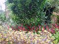 July Open Gardens 2008